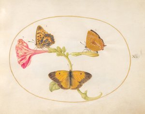 Butterfly, c.1575-80