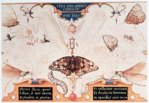 Diptych with flowers and insects