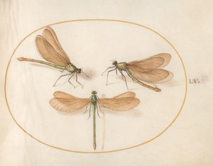 Dragonfly, c.1575-80