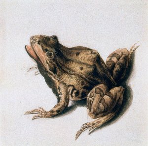 Green Frog