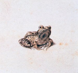 Green Frog