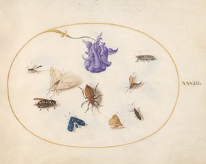 Insects, c.1575-80