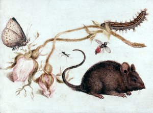 Mouse, Flower and Insect by Joris Hoefnagel