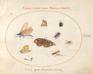 Two Butterflies and a Moth with a Dragonfly, Two Ants, and Four Other Insects