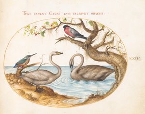 Two Swans, a Kingfisher, and a Bullfinch (Plate 24)