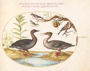 Duck, Merganser, and Three Goldfinches (Plate 31) by Joris Hoefnagel