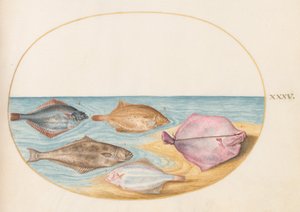 Plate 35: The Undersides of Turbot(?) and Other Flat Fish by Joris Hoefnagel