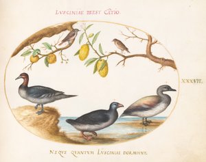 Plate 37: Three Waterfowl with Two Birds Perched in Citrus Trees