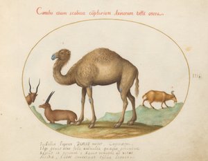 Plate 3: Camel, Ibex, and Goat by Joris Hoefnagel