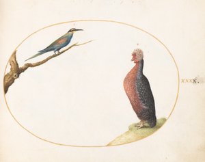 Plate 40: European Bee-Eater and Exotic Chicken by Joris Hoefnagel
