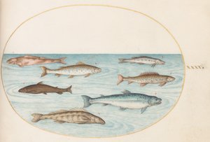 Salmon, Trout, and Freshwater Fish by Joris Hoefnagel