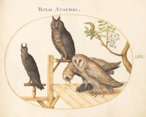 Barn Owls with a Mouse, Eagle Owl(?) and Another Owl (Plate 56)