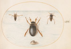 Plate 57: A Diving Beetle and Two Views of a Backswimmer by Joris Hoefnagel