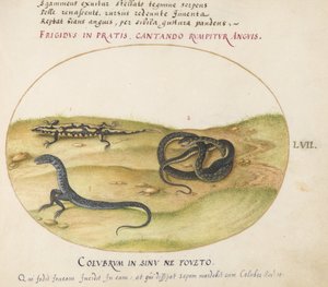 Plate 57: A Snake, a Fire Salamander, and a Snakelike Creature with Two Legs