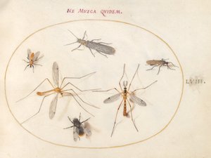 Plate 58: A Bee and Five Other Insects by Joris Hoefnagel