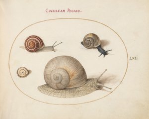 Plate 61: Four Snails by Joris Hoefnagel