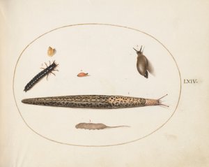 Plate 64: Leopard Slug, Ground Beetle Larva, a Rat-tailed Maggot, and Other Creatures by Joris Hoefnagel