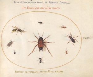 A Roach Surrounded by Insects