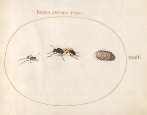 Plate 71: Two Wasps and a Pill Bug by Joris Hoefnagel