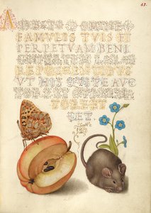 Queen of Spain Fritillary, Apple, Mouse, and Creeping Forget-Me-Not