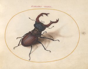 Scarab Beetle