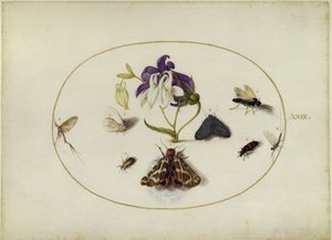 Butterflies by a Columbine, Plate XXIX by Joris Hoefnagel