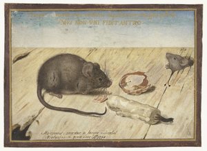 Two Mice