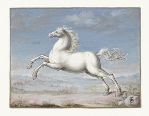 White horse by Joris Hoefnagel