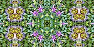 Creatures: Ants in the Passion Flower Field