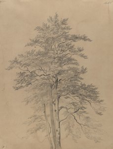 Study of a Tree by Josef Kriehuber