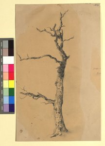 Study of a Bare Tree by Josef Kriehuber