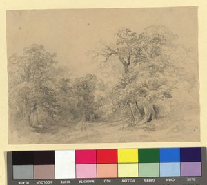 Forest Landscape