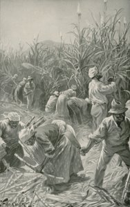 Black at Work in a Sugar-Cane Plantation in Jamaica