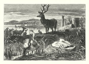 Decay of Earthly Pomp (engraving) by Joseph (after) Wolf