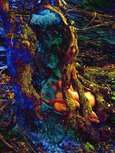 In the Tree