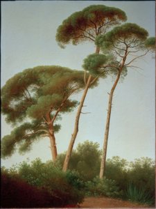 Pines