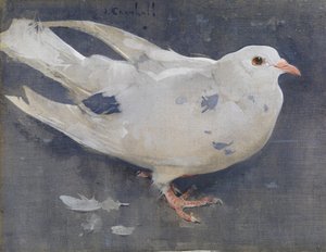 The Pigeon