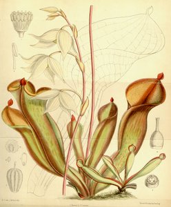 Heliamphora nutans by Joseph Dalton Hooker