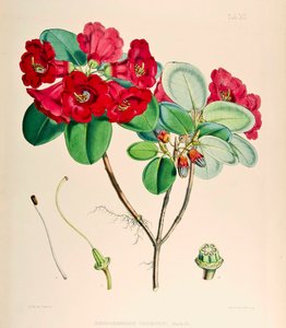 Rhododendron thomsonii