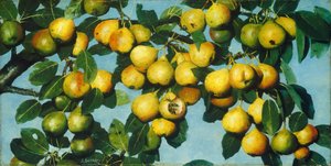 Ripening Pears