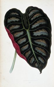 Leaf of Alocasia Metallica