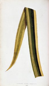 Leaf of Ananassa Sativa Variegata. Botanical plank in The colourful foliage plants