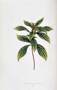 Leaf of Sonerila Margaritacea