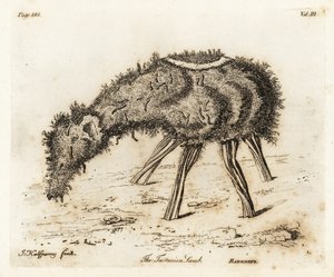 The Vegetable Lamb of Tartary by Joseph Halfpenny