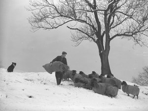 Farmer Carrying Sack of Hay to Feed Flock of Sheep by Joseph Hardman