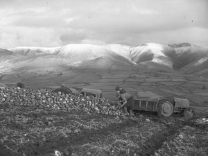 Piling turnips up for loading at Firbank by Joseph Hardman