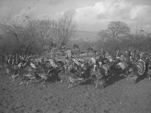 Turkeys in Field and Sitting on Fence by Joseph Hardman