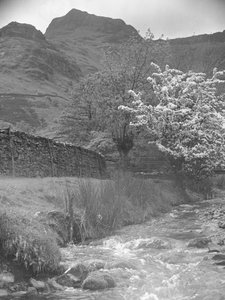 View of mountain stream with blossom tree in foreground and Langdale Pikes in background by Joseph Hardman