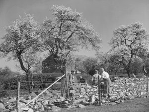 Wallers Working on Dry Stone Wall