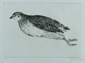 Dead Partridge (engraving)